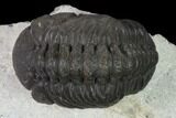Austerops Trilobite - Nice Eye Facets #137539-2